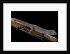 Diplodactylus ciliaris (Western spinytail gecko) by Anonymous