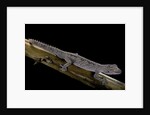Diplodactylus ciliaris (Western spinytail gecko) by Anonymous