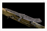 Diplodactylus ciliaris (Western spinytail gecko) by Anonymous