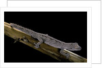Diplodactylus ciliaris (Western spinytail gecko) by Anonymous