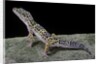 Eublepharis macularius (leopard gecko) by Anonymous
