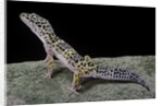 Eublepharis macularius (leopard gecko) by Anonymous
