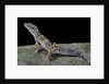 Eublepharis macularius (leopard gecko) by Anonymous