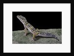 Eublepharis macularius (leopard gecko) by Anonymous