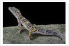 Eublepharis macularius (leopard gecko) by Anonymous
