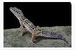 Eublepharis macularius (leopard gecko) by Anonymous