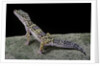 Eublepharis macularius (leopard gecko) by Anonymous