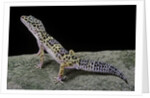 Eublepharis macularius (leopard gecko) by Anonymous