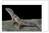Eublepharis macularius (leopard gecko) by Anonymous