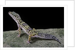 Eublepharis macularius (leopard gecko) by Anonymous