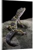 Eublepharis macularius (leopard gecko) by Anonymous