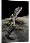 Eublepharis macularius (leopard gecko) by Anonymous