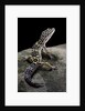 Eublepharis macularius (leopard gecko) by Anonymous