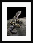 Eublepharis macularius (leopard gecko) by Anonymous