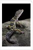 Eublepharis macularius (leopard gecko) by Anonymous