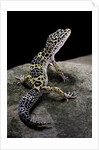 Eublepharis macularius (leopard gecko) by Anonymous