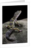 Eublepharis macularius (leopard gecko) by Anonymous