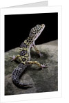 Eublepharis macularius (leopard gecko) by Anonymous