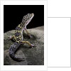Eublepharis macularius (leopard gecko) by Anonymous