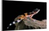 Eublepharis macularius f.golden (leopard gecko) by Anonymous