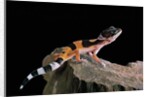 Eublepharis macularius f.golden (leopard gecko) by Corbis