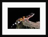 Eublepharis macularius f.golden (leopard gecko) by Anonymous