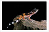 Eublepharis macularius f.golden (leopard gecko) by Anonymous