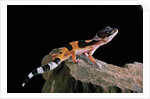 Eublepharis macularius f.golden (leopard gecko) by Corbis