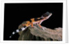 Eublepharis macularius f.golden (leopard gecko) by Corbis