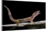 Eublepharis macularius f. albino (leopard gecko) by Anonymous