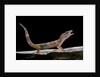 Eublepharis macularius f. albino (leopard gecko) by Anonymous
