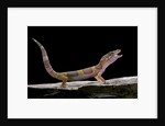 Eublepharis macularius f. albino (leopard gecko) by Anonymous