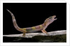 Eublepharis macularius f. albino (leopard gecko) by Anonymous