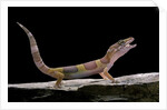 Eublepharis macularius f. albino (leopard gecko) by Anonymous