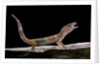Eublepharis macularius f. albino (leopard gecko) by Anonymous