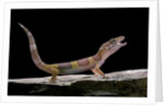Eublepharis macularius f. albino (leopard gecko) by Anonymous