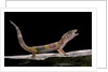 Eublepharis macularius f. albino (leopard gecko) by Anonymous
