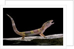 Eublepharis macularius f. albino (leopard gecko) by Anonymous