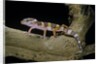 Eublepharis macularius f. albino (leopard gecko) by Anonymous