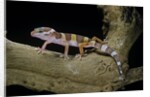 Eublepharis macularius f. albino (leopard gecko) by Anonymous