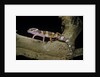 Eublepharis macularius f. albino (leopard gecko) by Anonymous