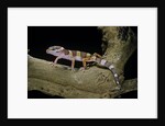 Eublepharis macularius f. albino (leopard gecko) by Anonymous