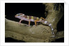 Eublepharis macularius f. albino (leopard gecko) by Anonymous