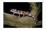 Eublepharis macularius f. albino (leopard gecko) by Anonymous