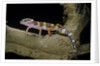 Eublepharis macularius f. albino (leopard gecko) by Anonymous