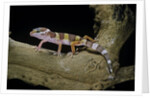 Eublepharis macularius f. albino (leopard gecko) by Anonymous