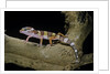 Eublepharis macularius f. albino (leopard gecko) by Anonymous