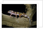 Eublepharis macularius f. albino (leopard gecko) by Anonymous