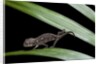 Furcifer oustaleti (Malagasy giant chameleon) - young by Anonymous