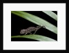 Furcifer oustaleti (Malagasy giant chameleon) - young by Anonymous